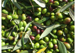 Staying Healthy with Olive Oil