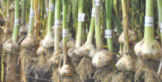 Garlic, Herbs, Cancer Prevention